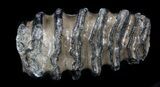 Southern Mammoth M Molar #35934-1